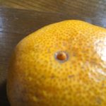 みかんのへそ