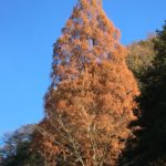 メタセコイヤ
