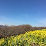 菜の花畑